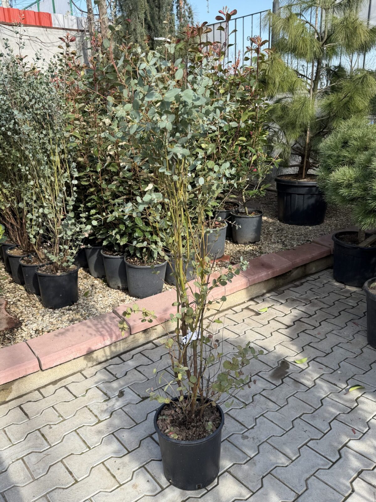 Eucalyptus gunnii – Eucalipt de Tasmania