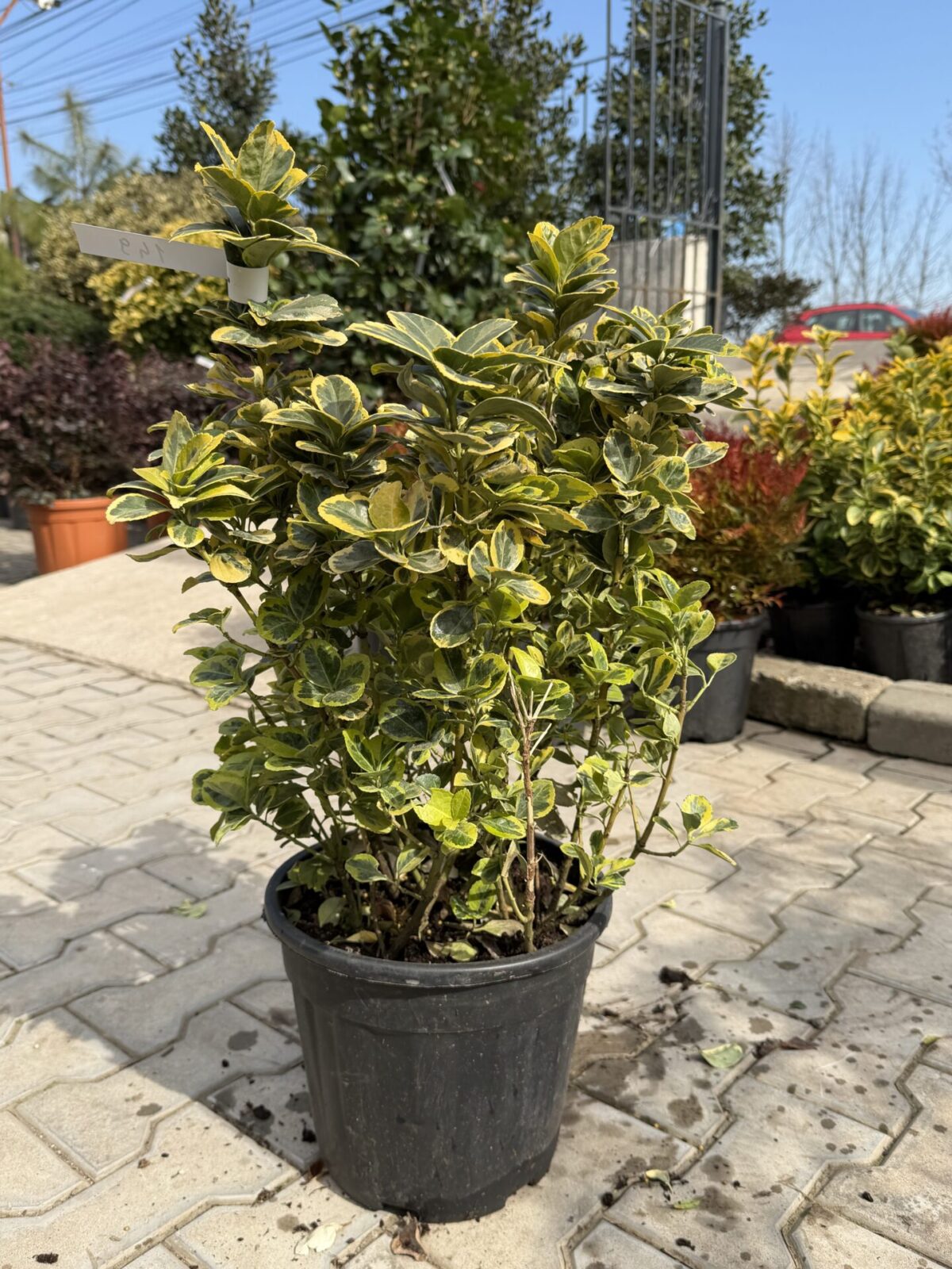Euonymus japonicus 'Elegantissima Aurea' – Salbă japoneză aurie