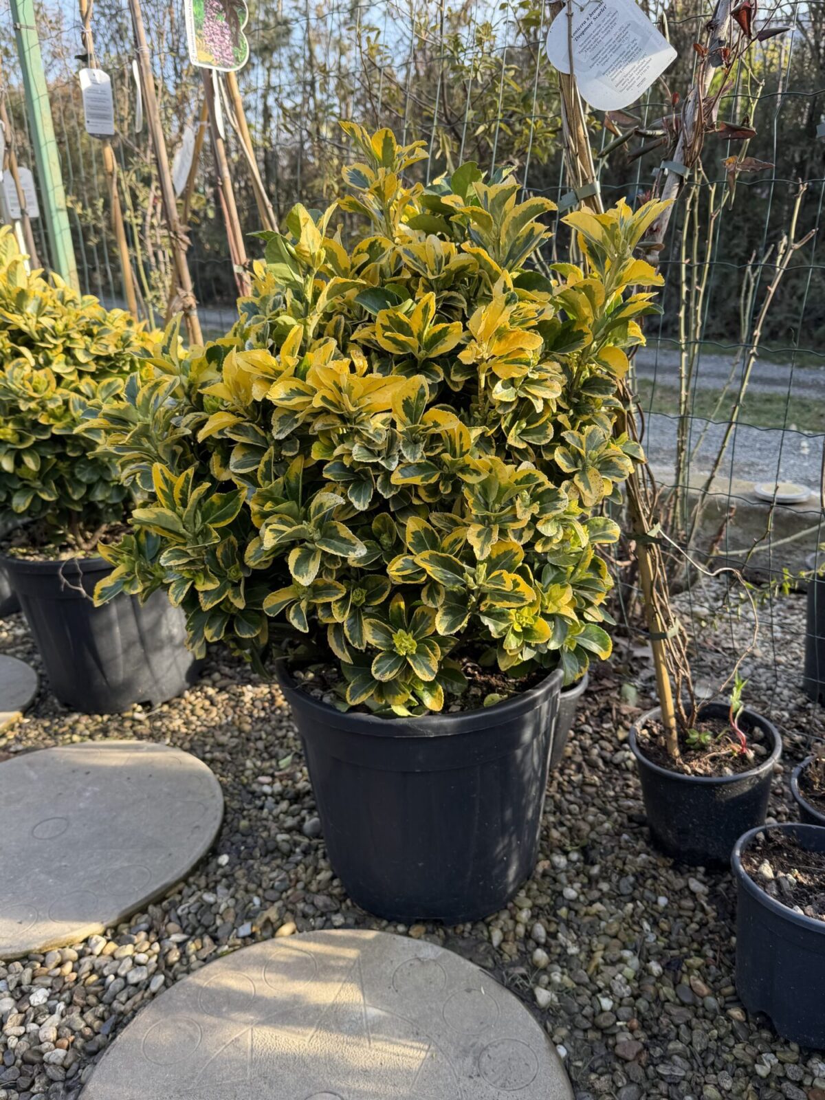 Euonymus japonicus 'Elegantissima Aurea' Palla – Euonymus auriu globular
