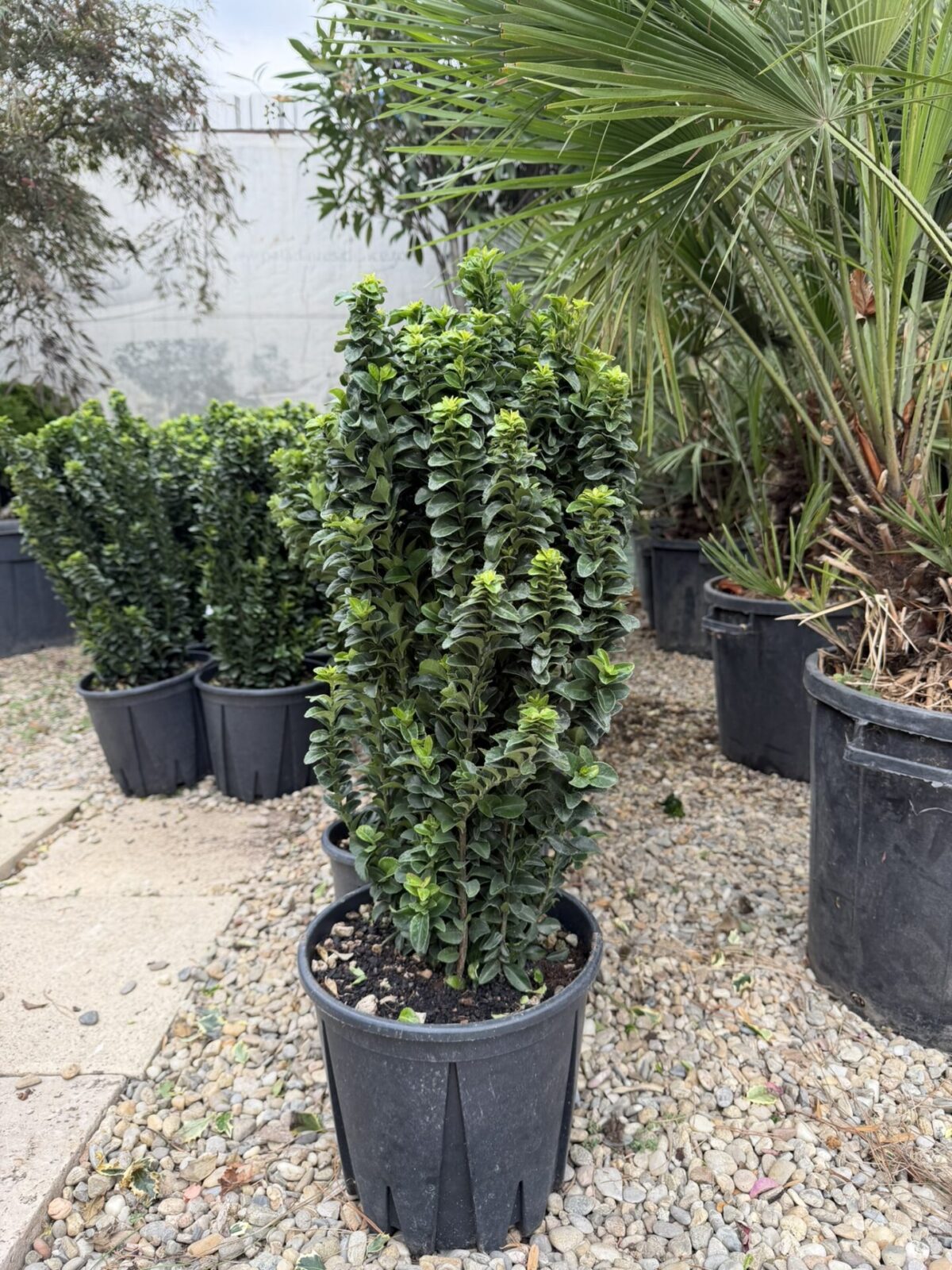Euonymus japonicus 'Benkomasaki Erecta' – Euonymus japonez columnar