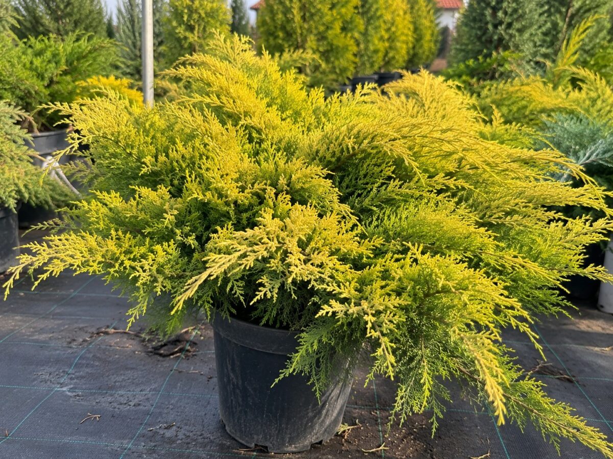 Juniperus × pfitzeriana 'Old Gold' – Ienupăr auriu 'Old Gold'
