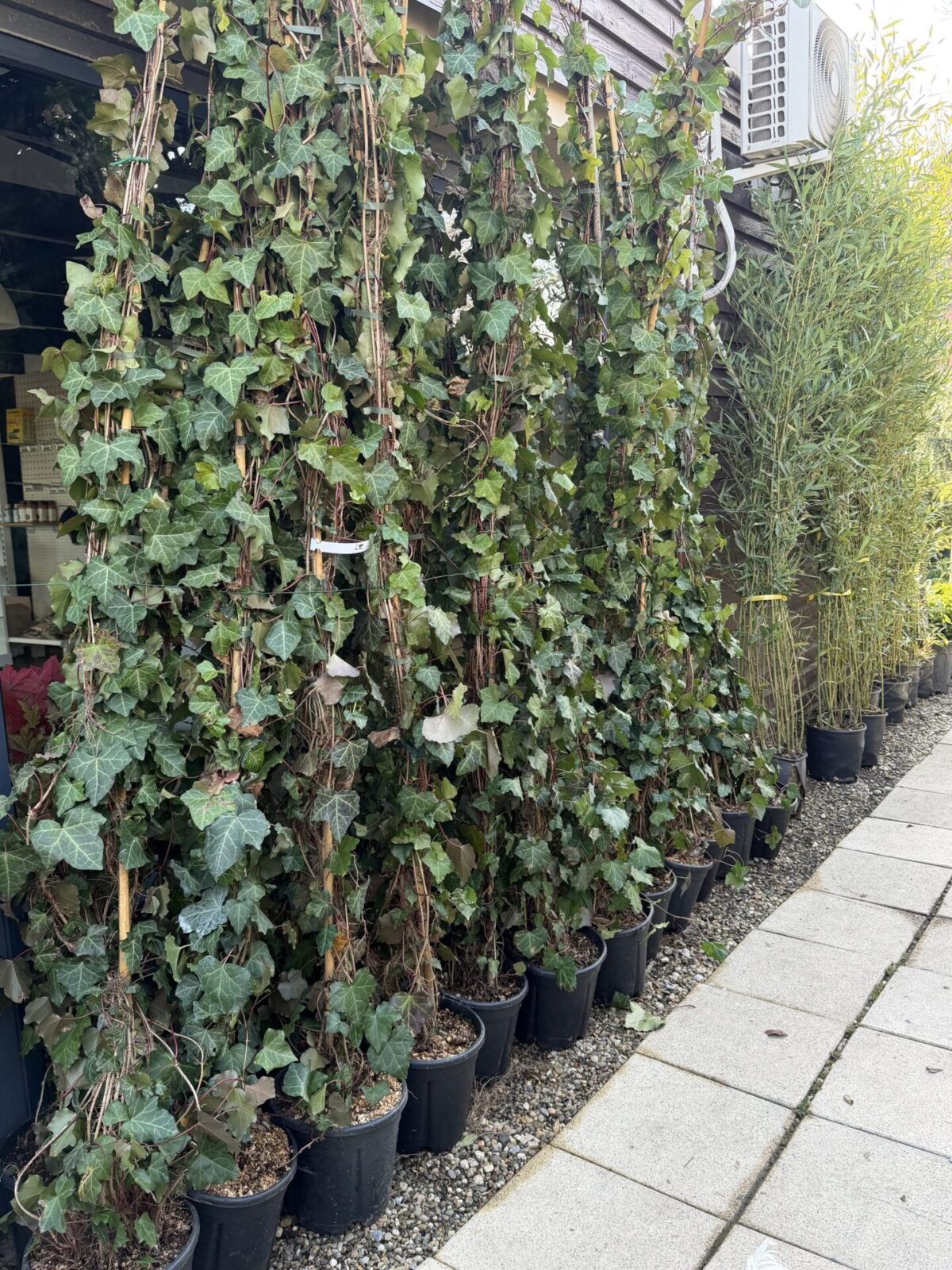 Hedera helix 'Hibernica'