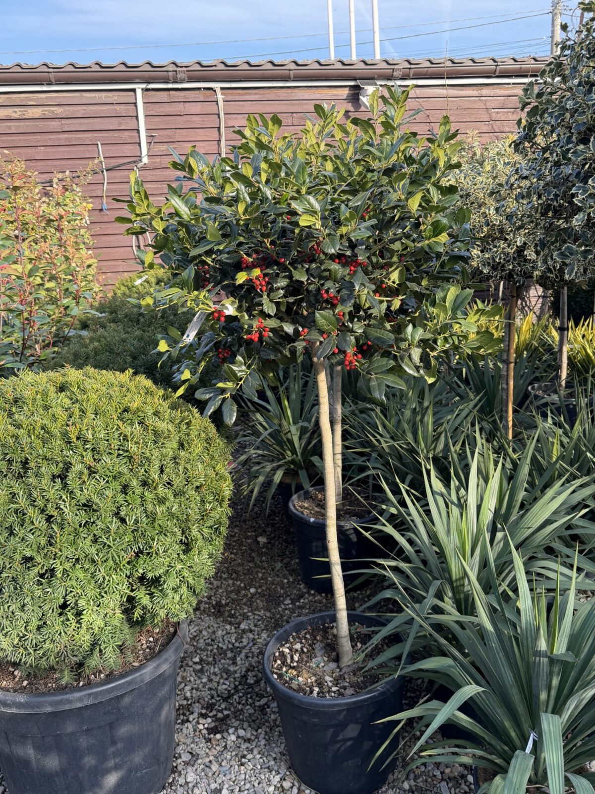 Ilex 'Nellie R. Stevens' tija – Laur sfânt verde