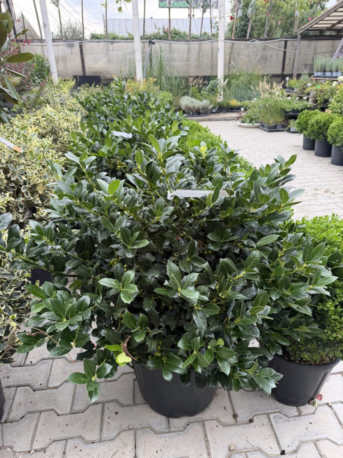 Ilex 'Nellie R. Stevens' -  Laur sfânt verde