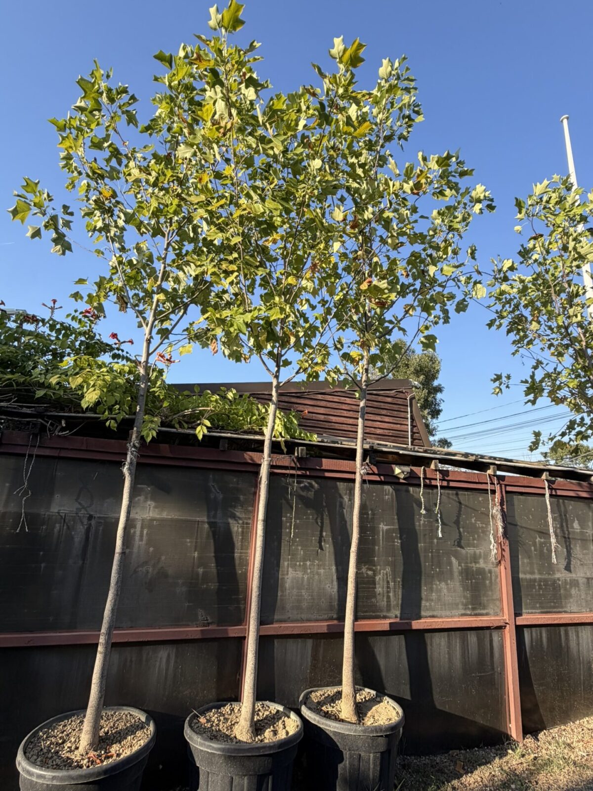 Liriodendron tulipifera – Arborele de lalele