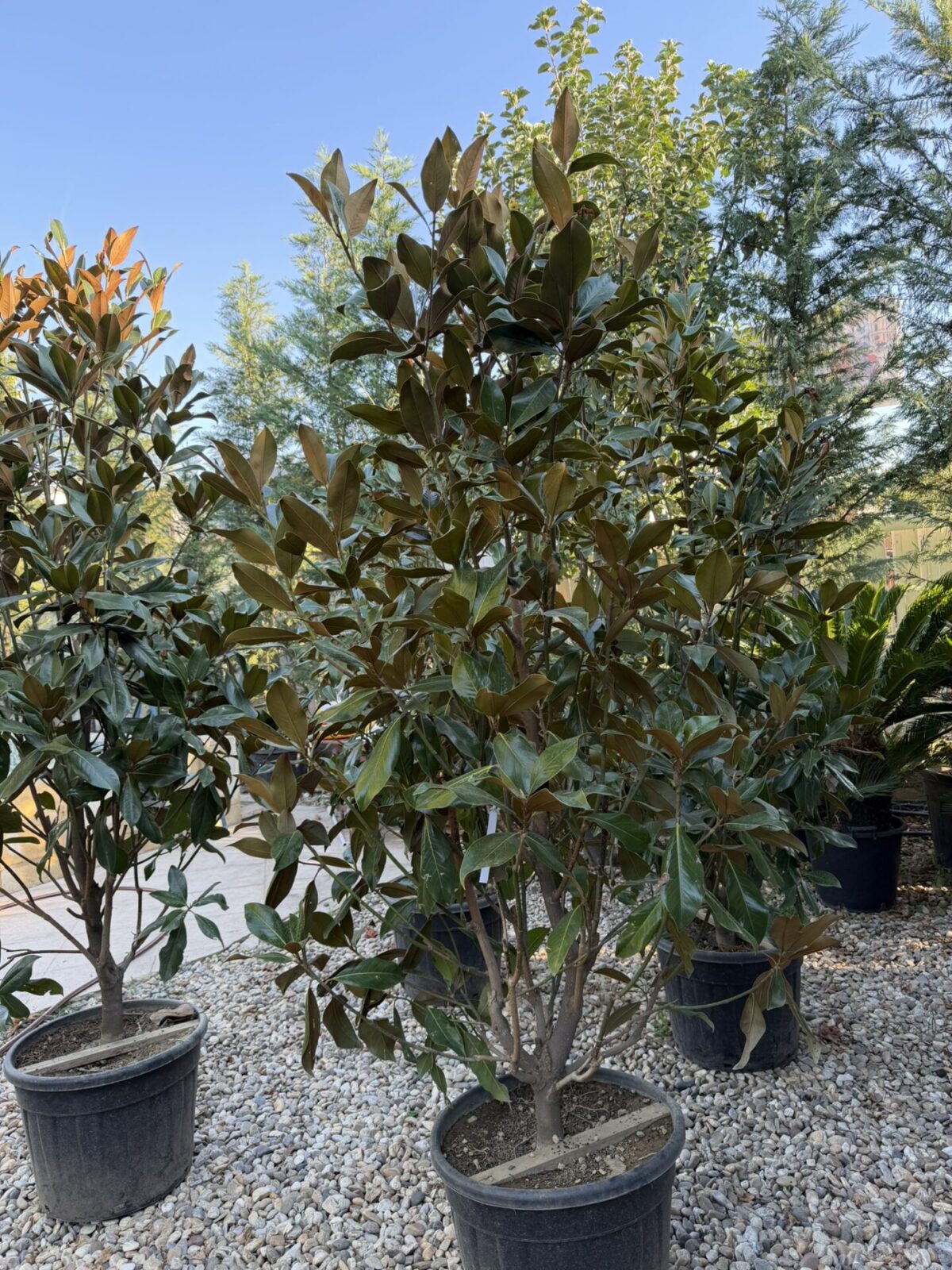 Magnolia grandiflora 'Galissonnière' – Magnolie cu frunziș persistent