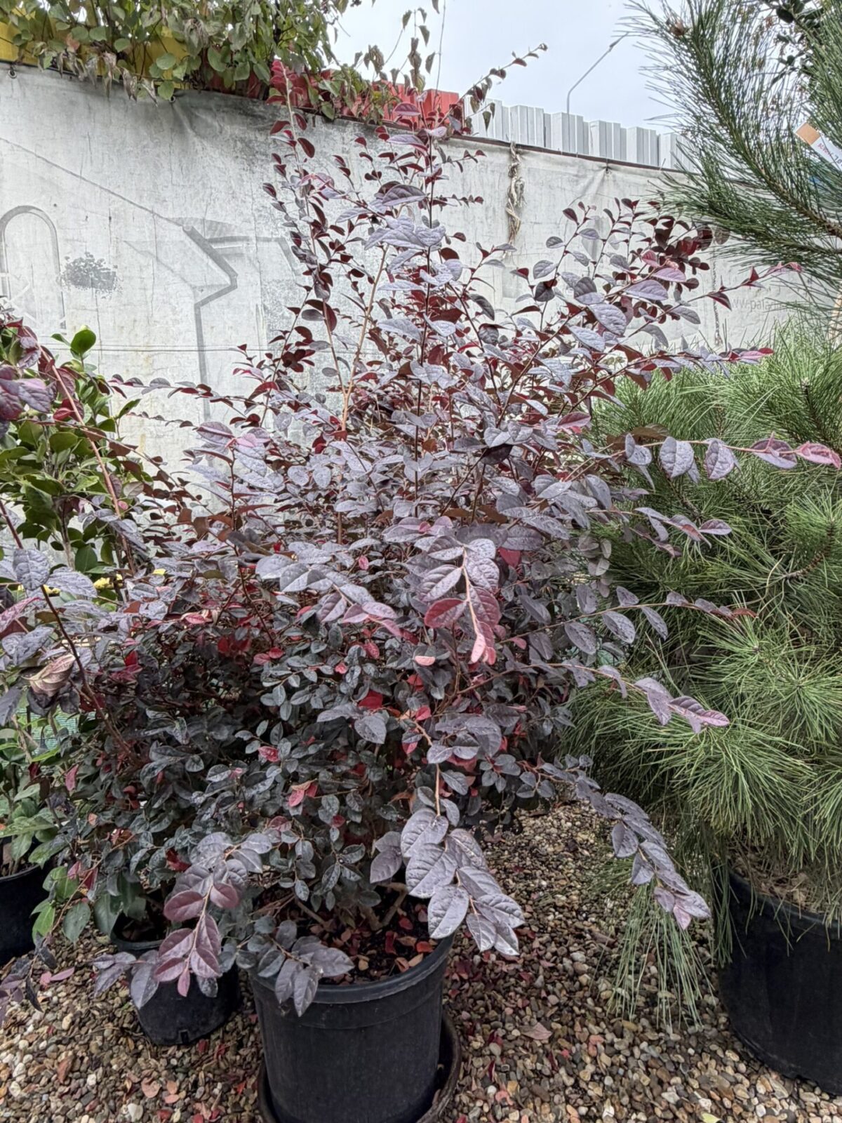 Loropetalum chinense var. rubrum