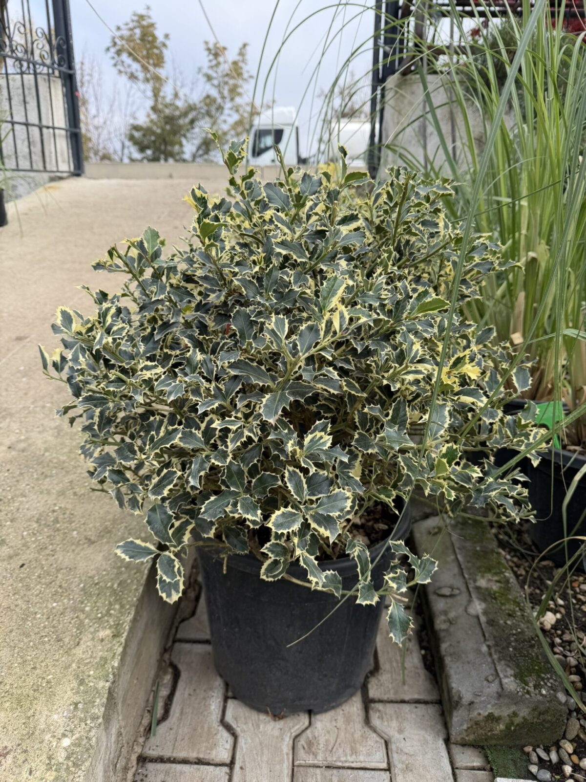 Ilex aquifolium 'Variegata' - Laur sfânt variegat