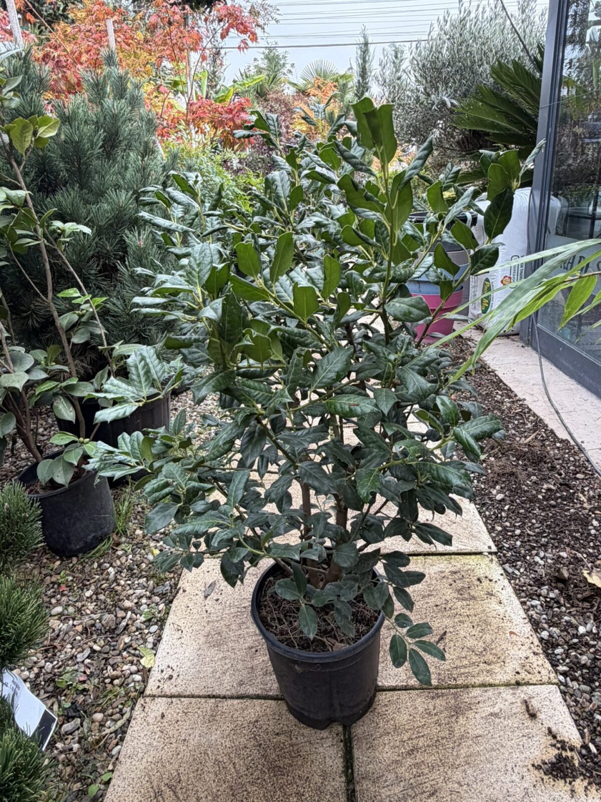 Ilex 'Nellie R. Stevens' -  Laur sfânt verde tufa