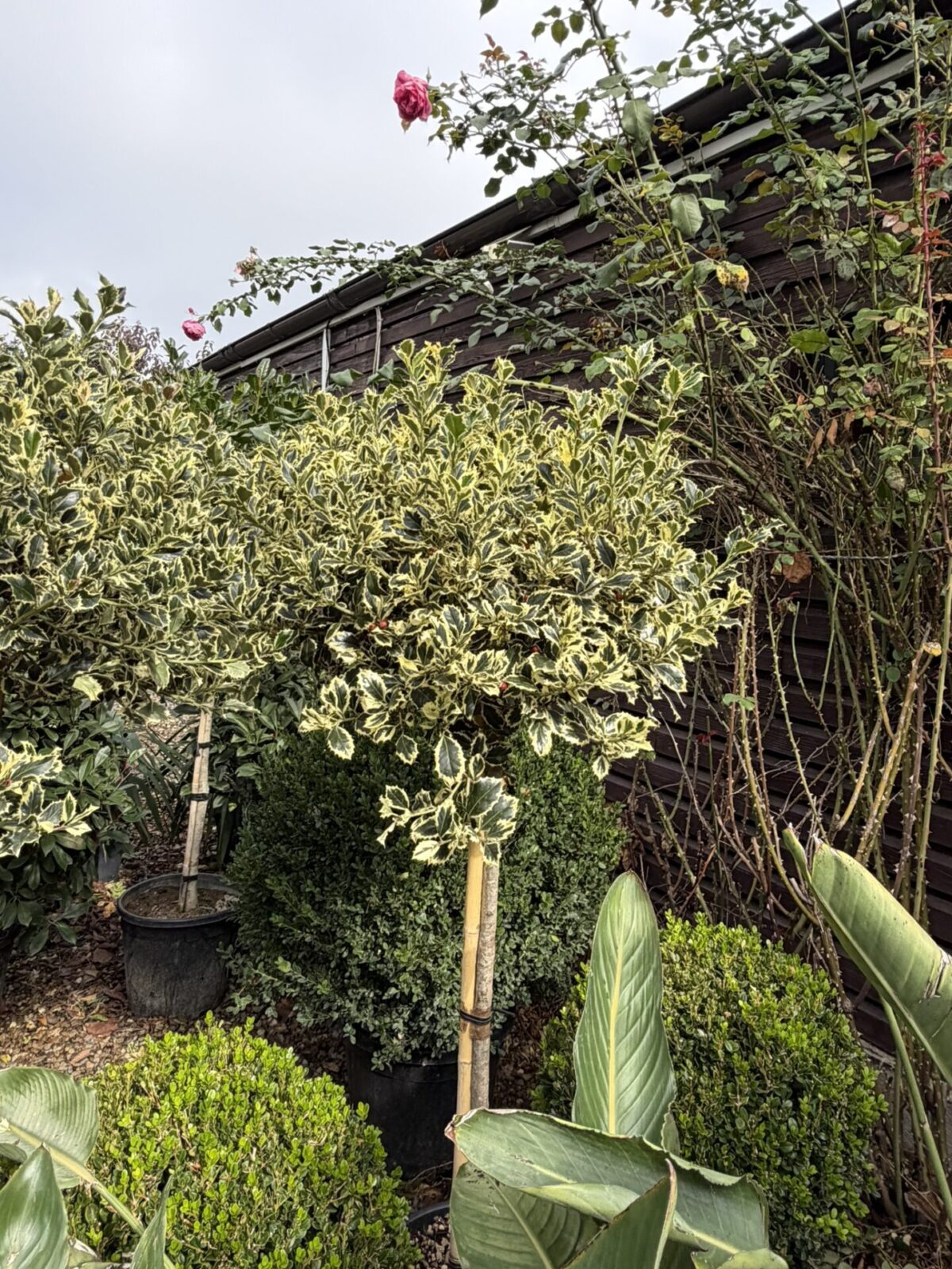 Ilex aquifolium 'Variegata' 1/2 Fusto - Laur sfânt variegat