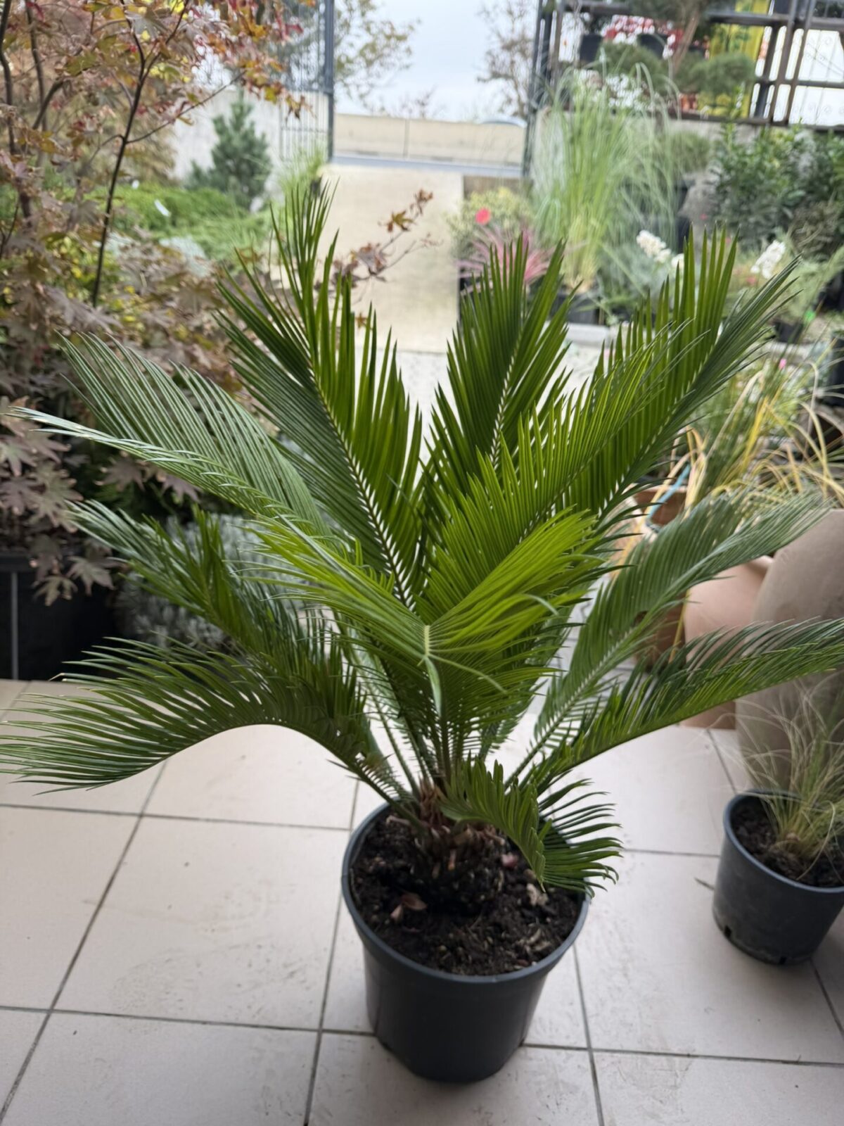 Cycas revoluta - Cicas japonez, palmier sago