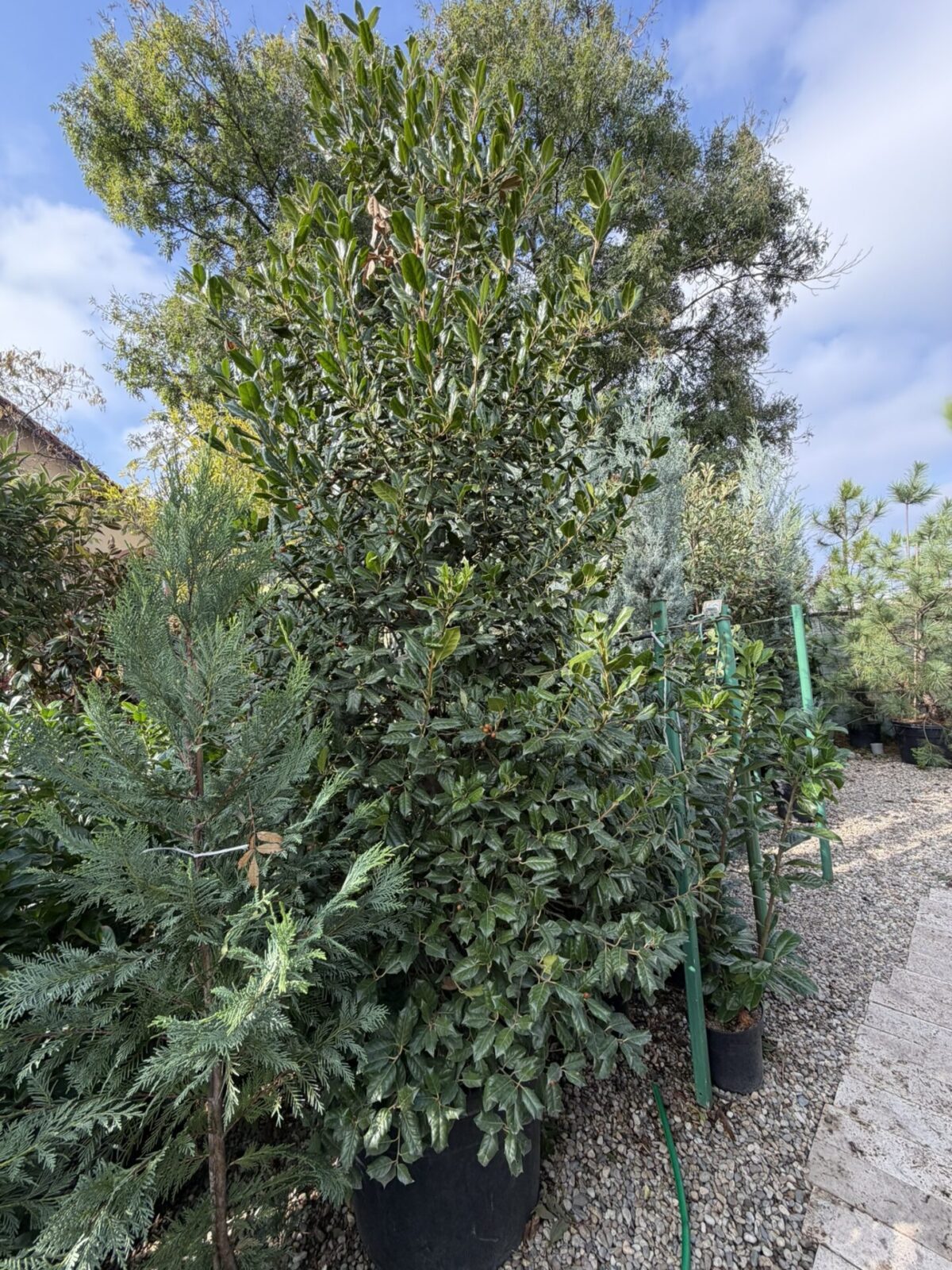 Ilex 'Nellie R. Stevens' Conic - Laur sfânt verde