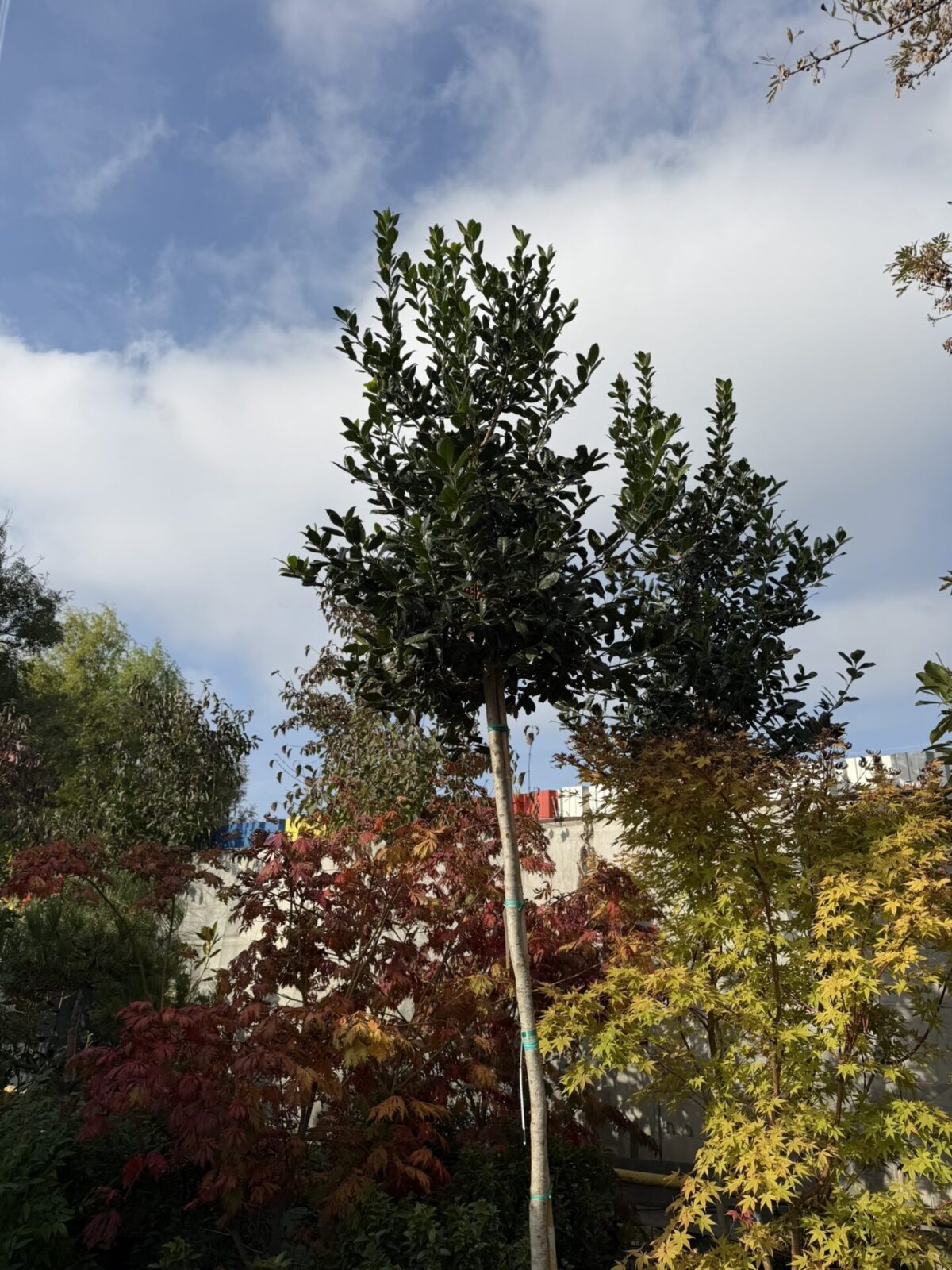 Ilex 'Nellie R. Stevens' – Laur sfânt verde pe trunchi înalt, cu coroană formată