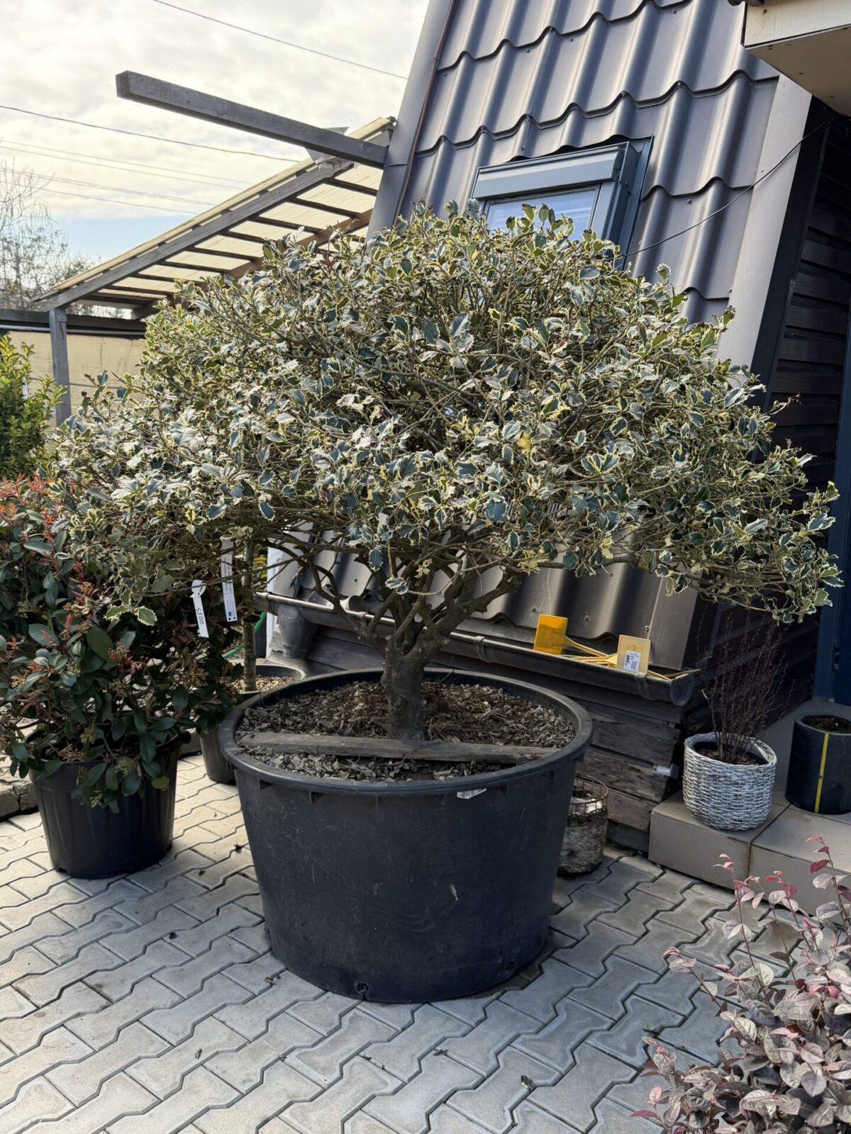 Ilex aquifolium 'Variegata' – Laur sfânt variegat pe semitijă, formă globulară