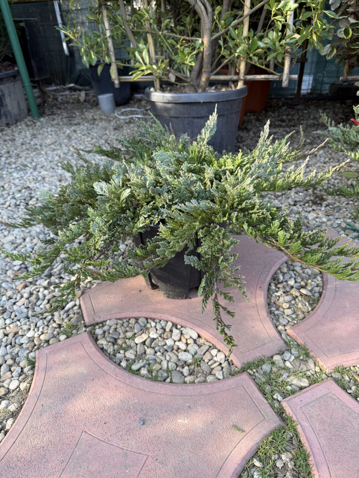 Juniperus horizontalis 'Blue Chip' – Ienupăr albastru târâtor 'Blue Chip'