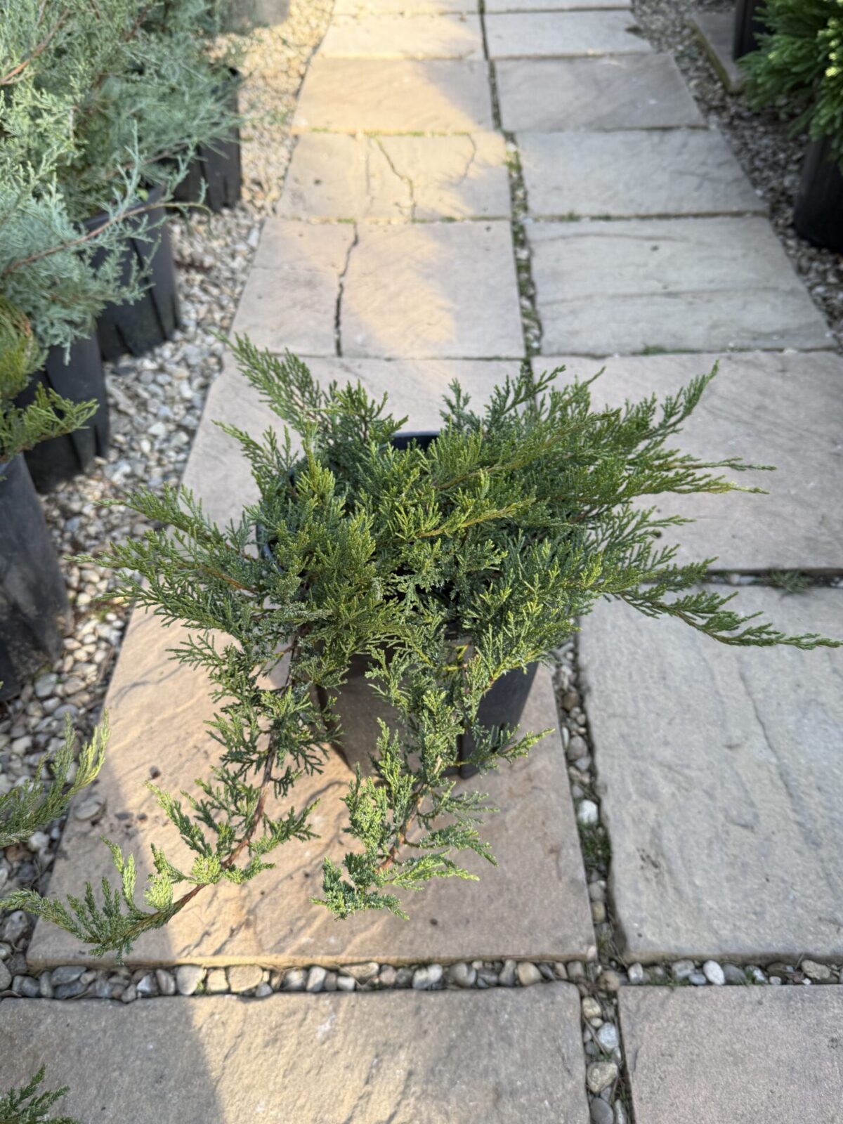 Juniperus procumbens 'Nana' – Ienupăr japonez pitic târâtor