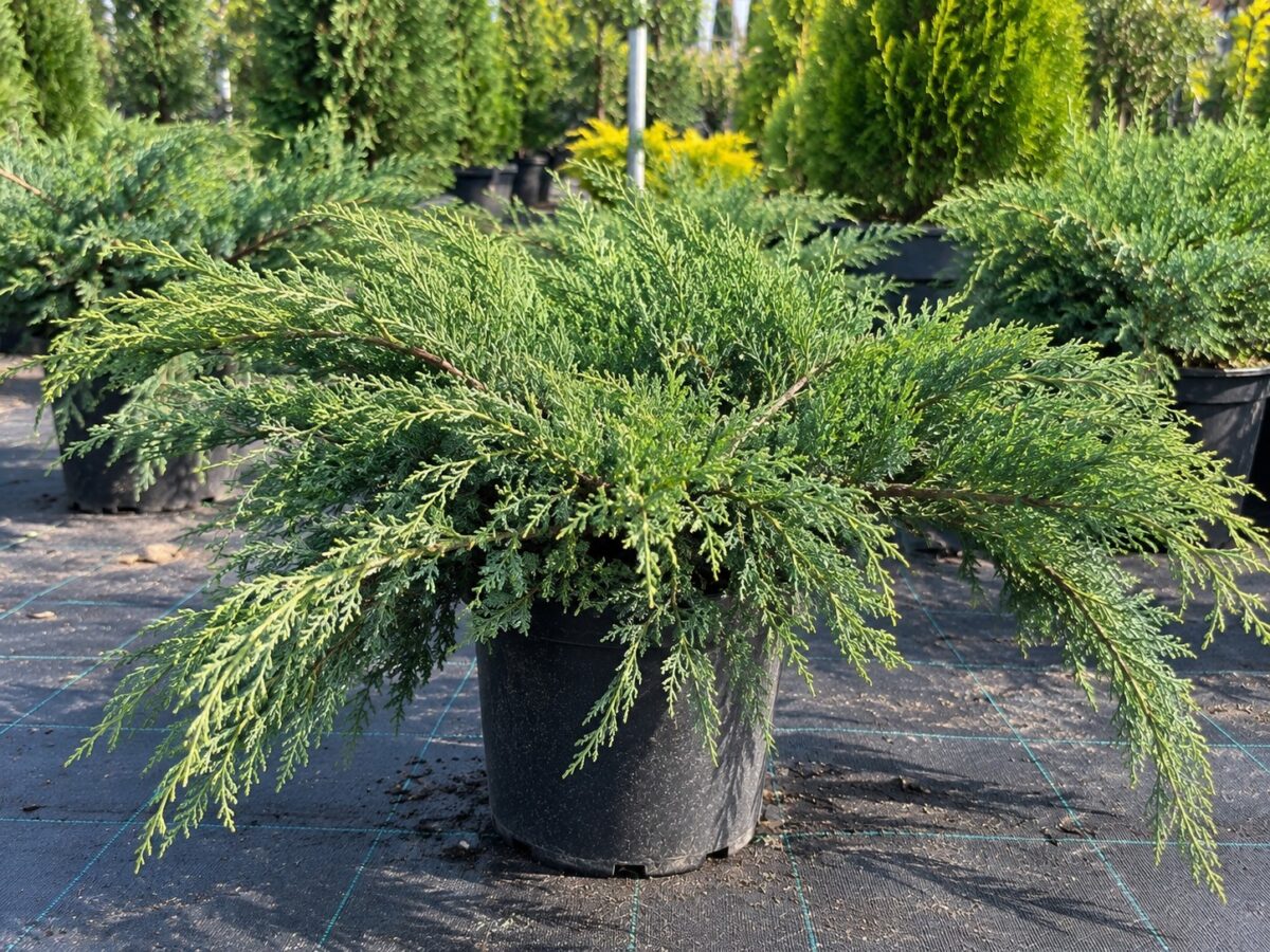 Juniperus sabina 'Tamariscifolia' – Ienupăr sabin târâtor