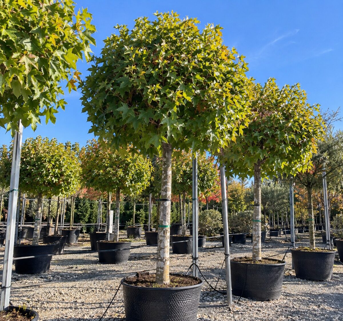 Liquidambar styraciflua 'Globosum' – Arborele de gumă cu coroană globulară