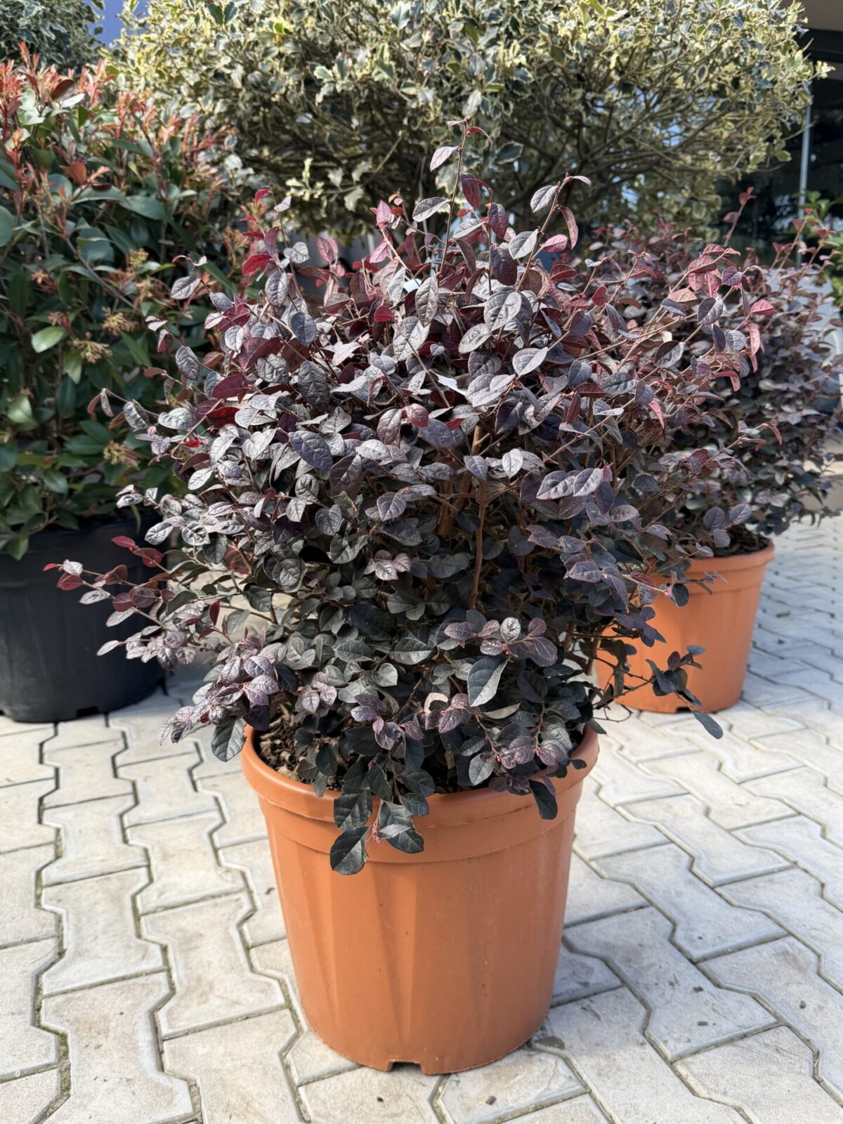 Loropetalum chinense var. rubrum