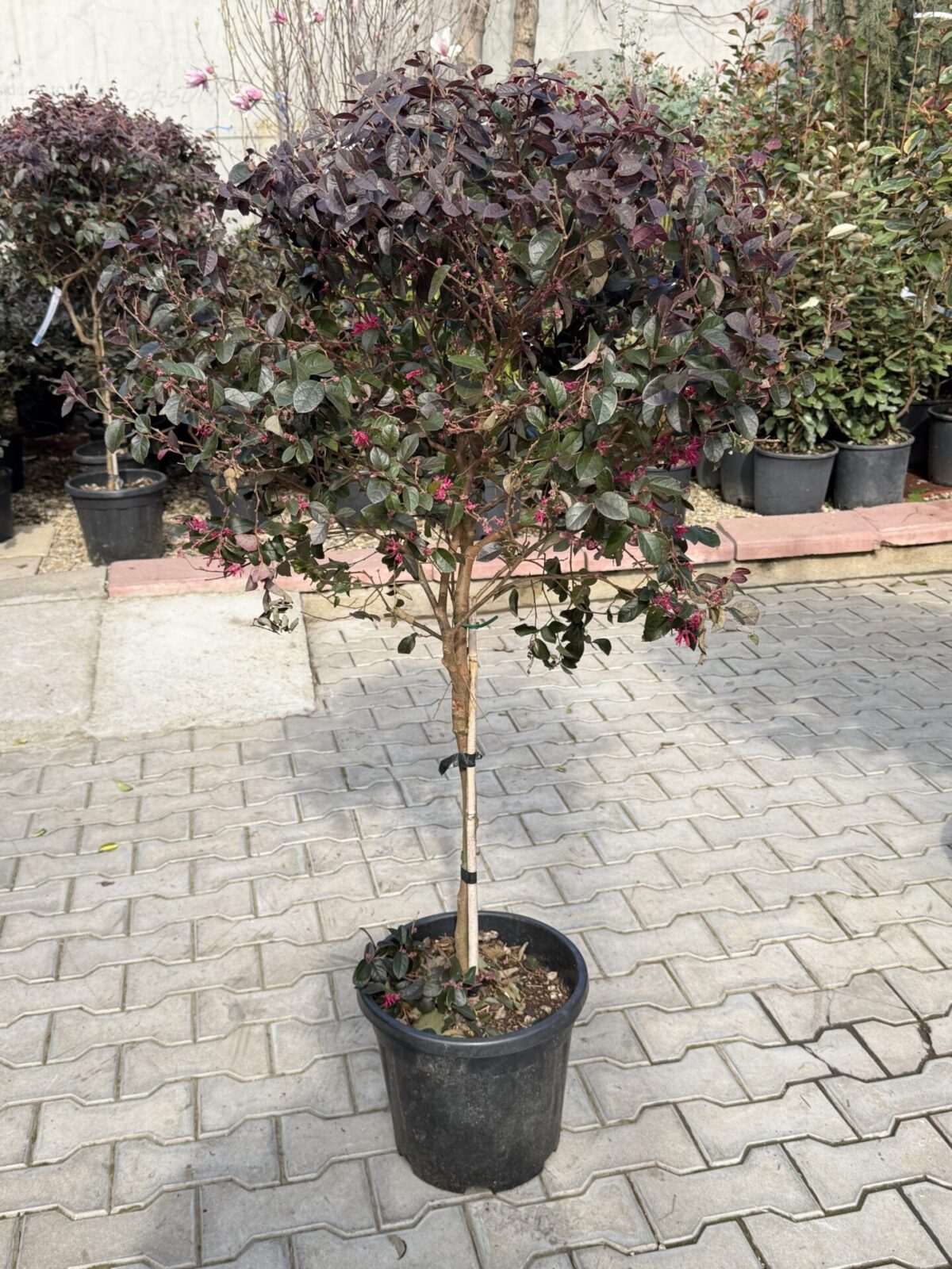 Loropetalum chinense var. rubrum 1/2 fusto
