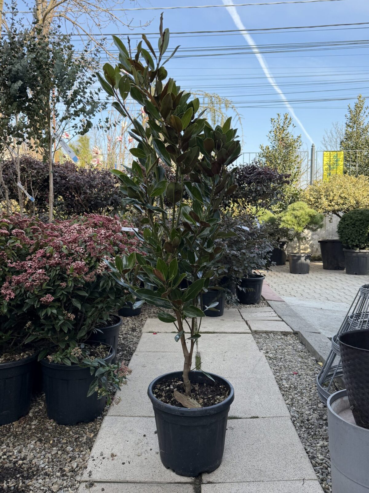 Magnolia grandiflora 'Little Gem' – Magnolie cu frunziș persistent
