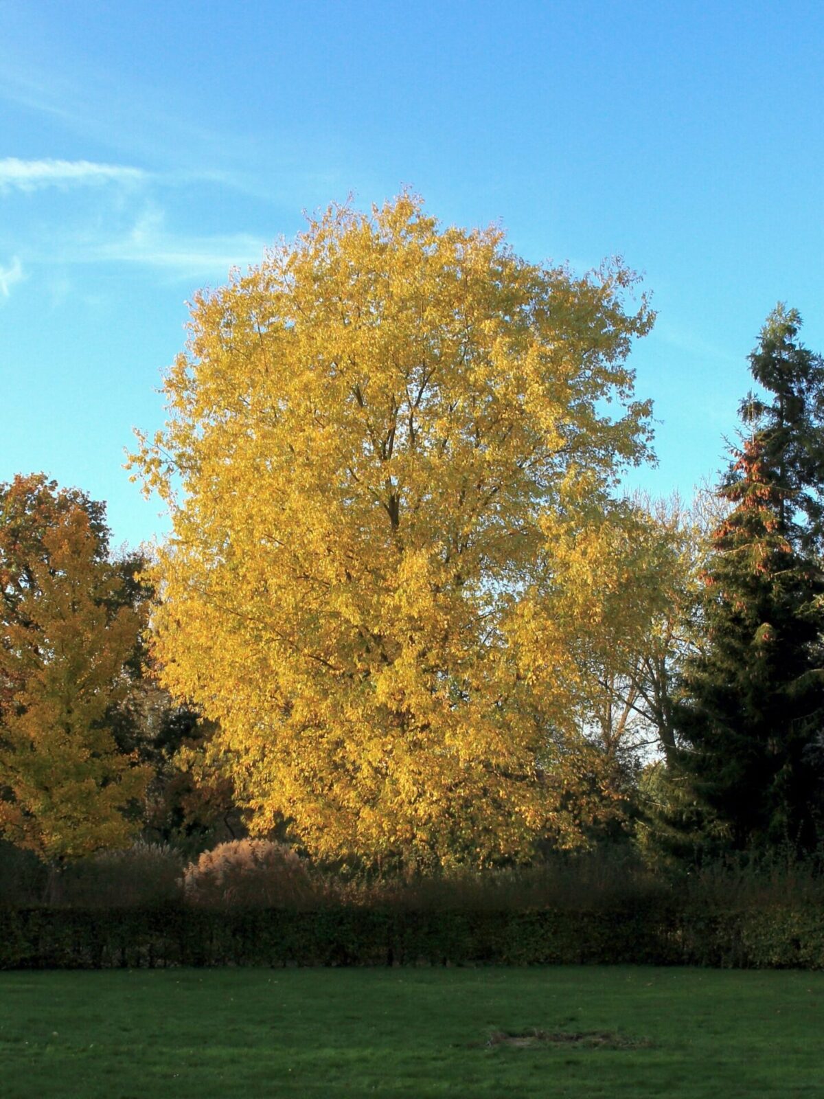 Acer saccharinum