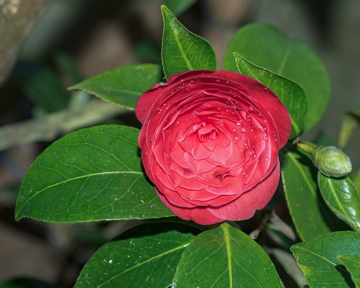 Camellia japonica - Camellia japonica