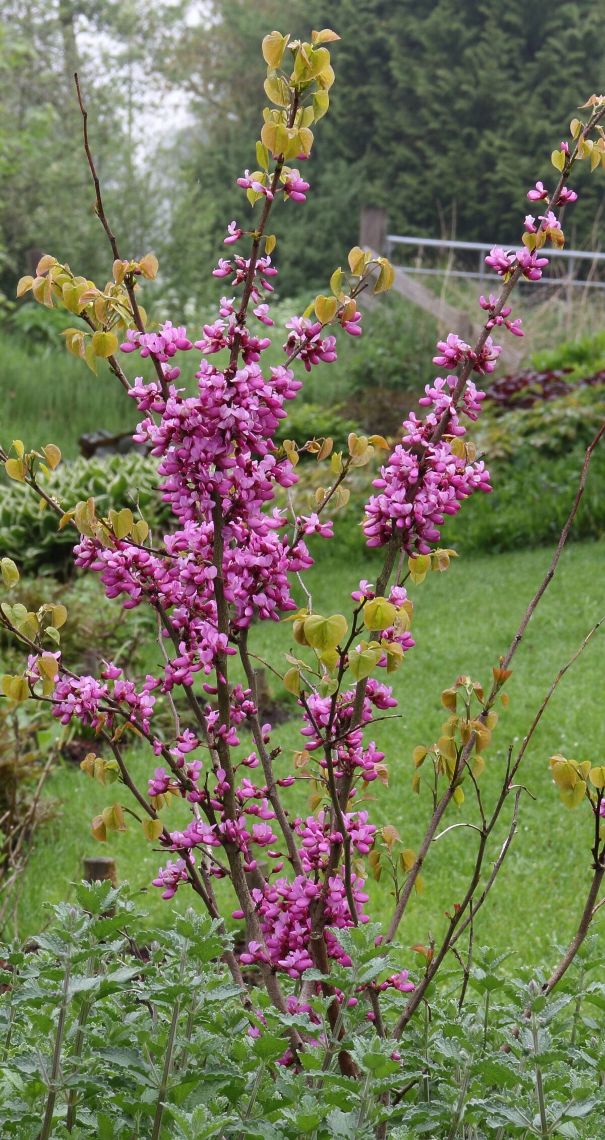Cercis chinensis 'Avondale'
