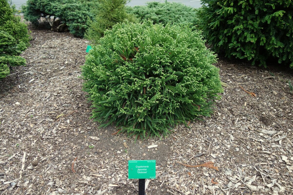 Cryptomeria japonica 'Globosa Nana'